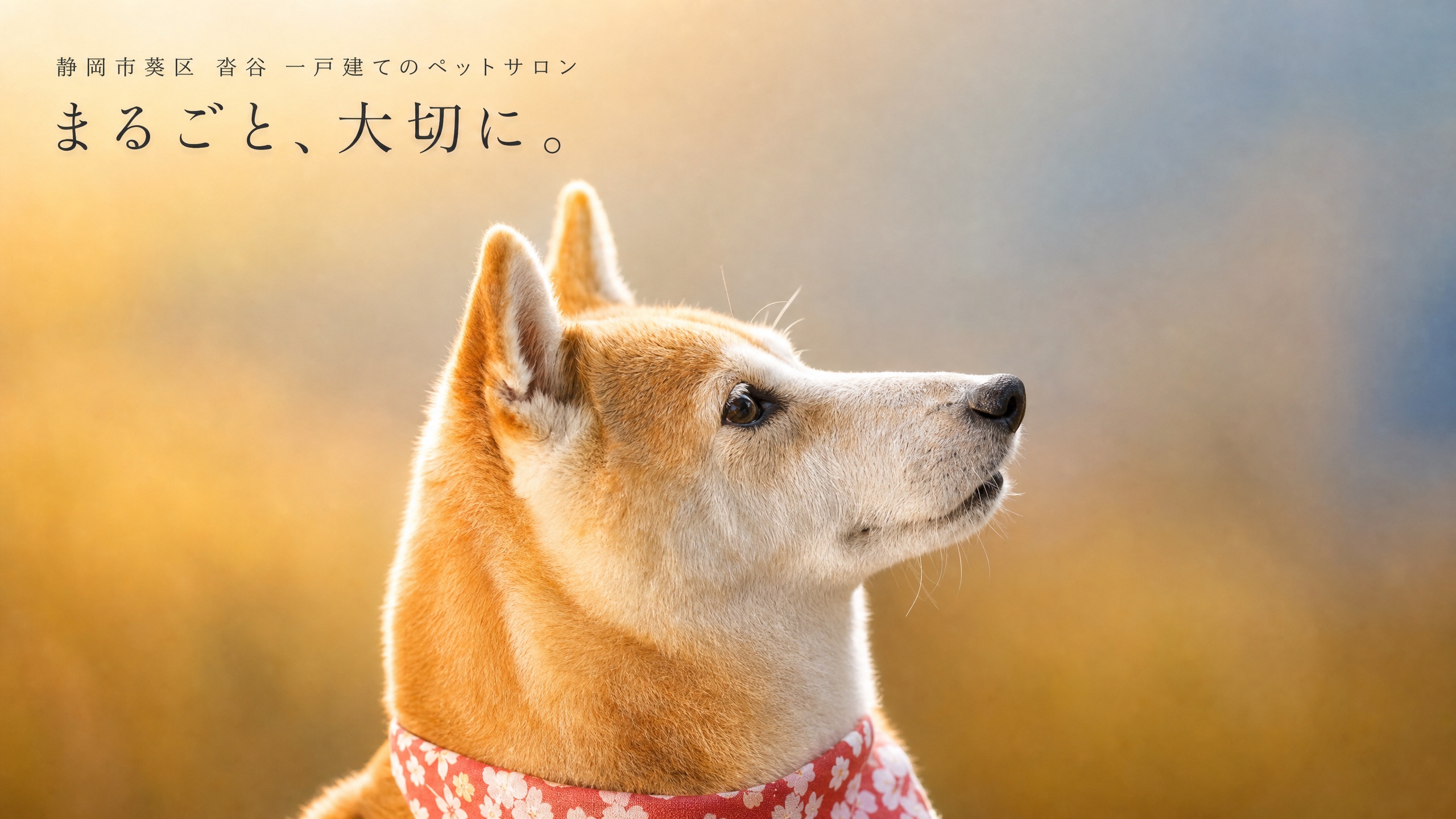 ペットサロン パンダ｜静岡市葵区 沓谷 一戸建てのペットサロン｜まるごと、大切に。